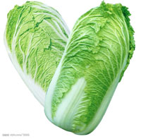 Napa cabbage