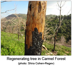 Regenerating tree in Carmel Forest