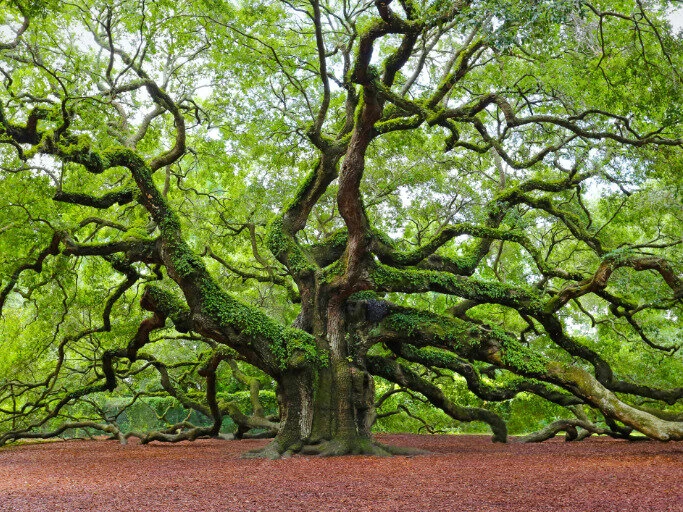 Rooted Wisdom: 5 Life Lessons Inspired by Trees